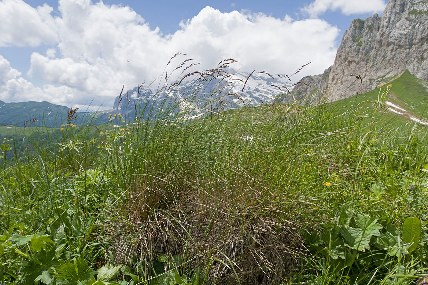 Изображение особи Festuca woronowii.