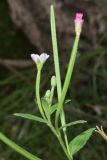 Epilobium minutiflorum. Верхушка побега с цветками на разной стадии развития. Узбекистан, Кашкадарьинская обл., Китабский геологический заповедник; Зеравшанский хр., ущелье р. Оби-Сафед (Oq suv), берег речки, в тени деревьев. 24.07.2023.