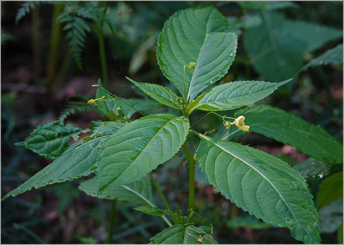 Image of Impatiens parviflora specimen.