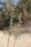 Artemisia pontica