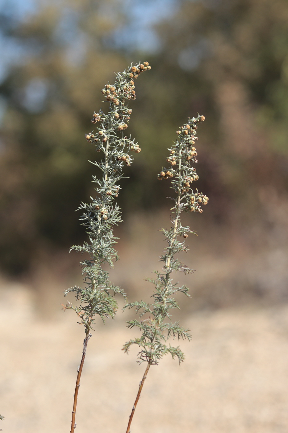 Image of Artemisia pontica specimen.