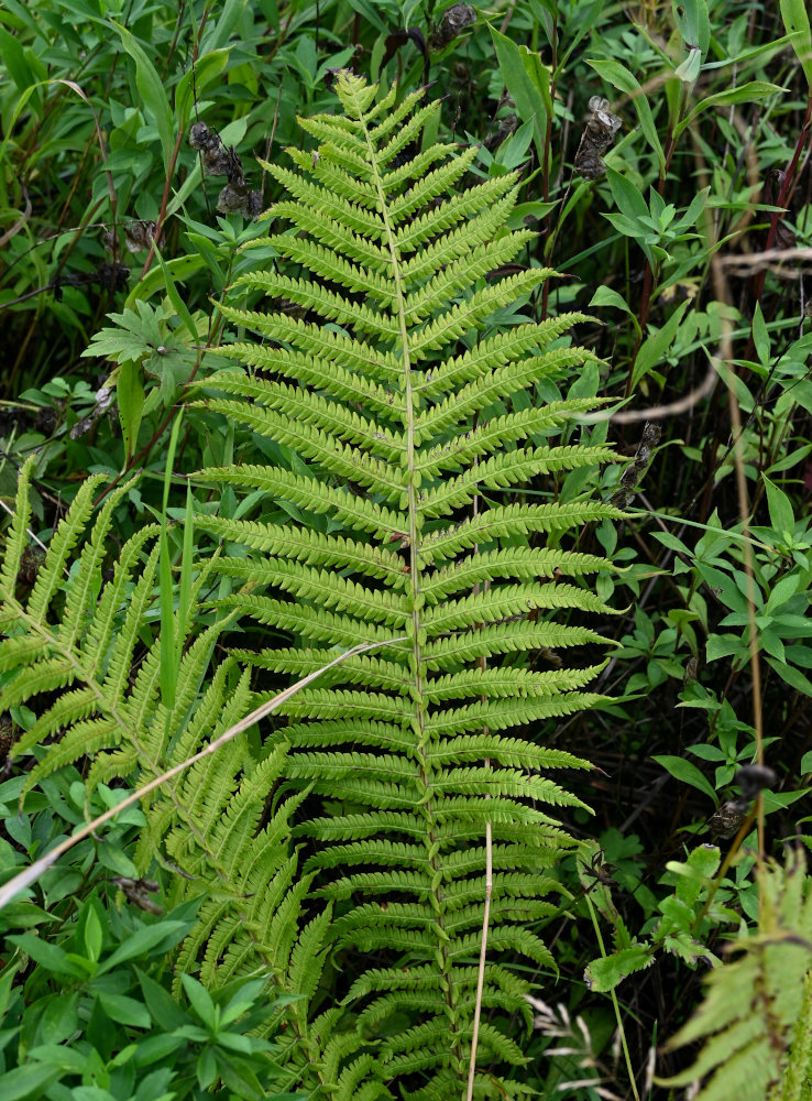 Image of Matteuccia struthiopteris specimen.