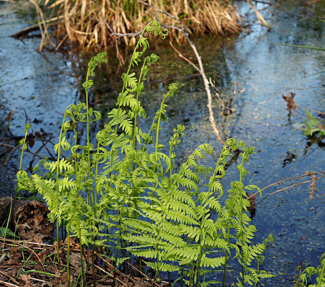 Image of Thelypteris palustris specimen.