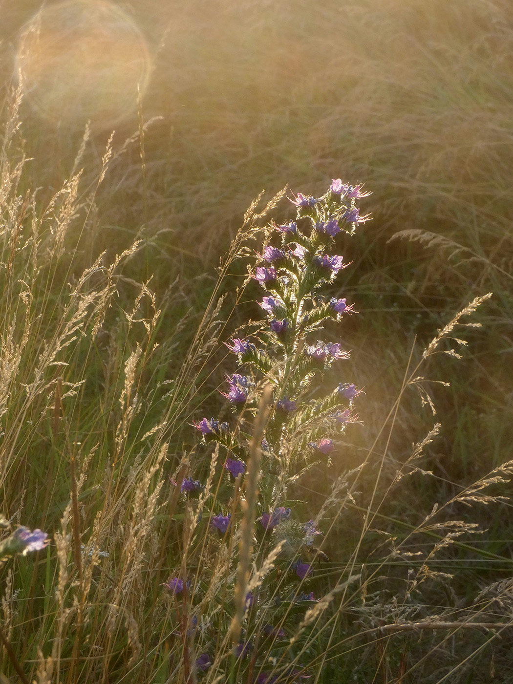 Изображение особи Echium vulgare.