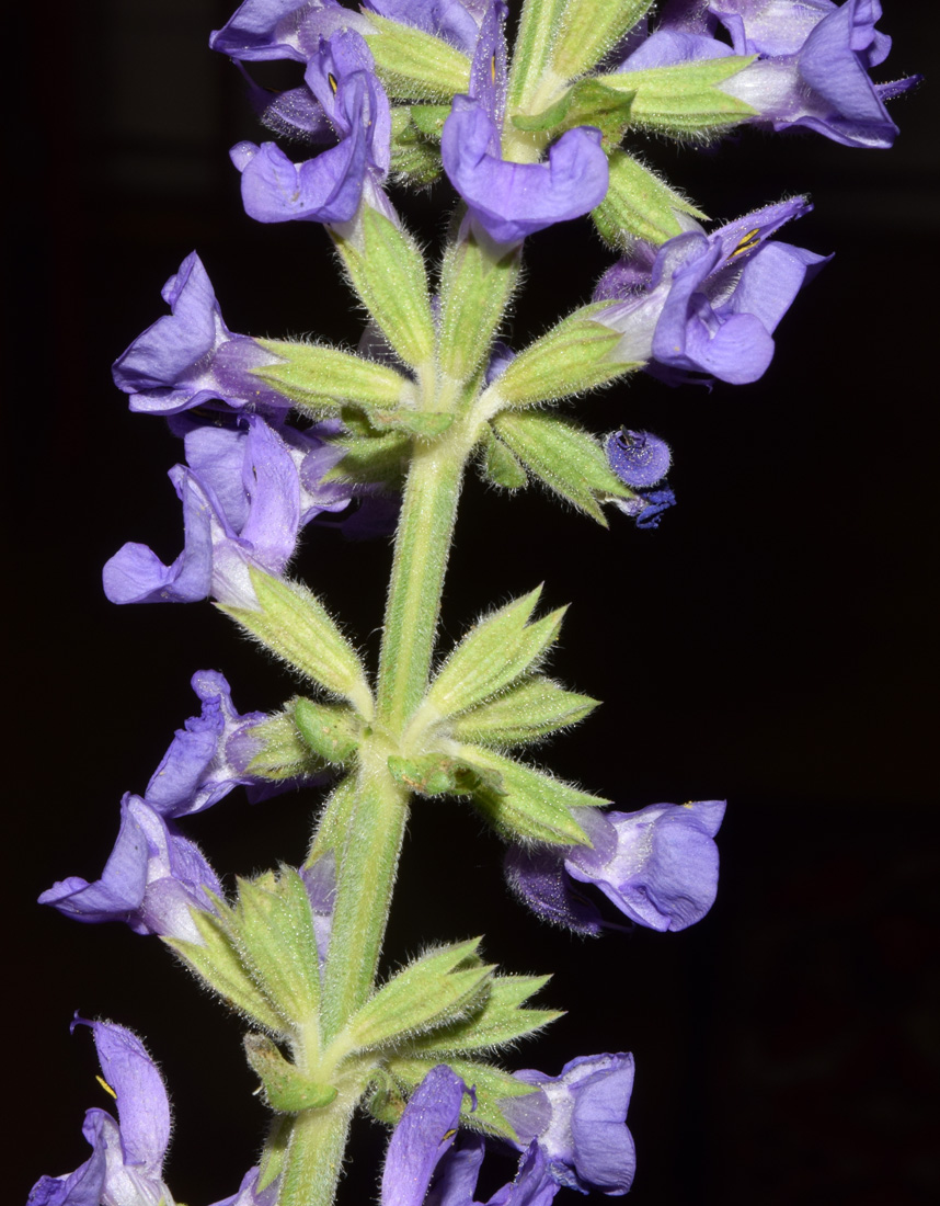 Изображение особи Salvia virgata.