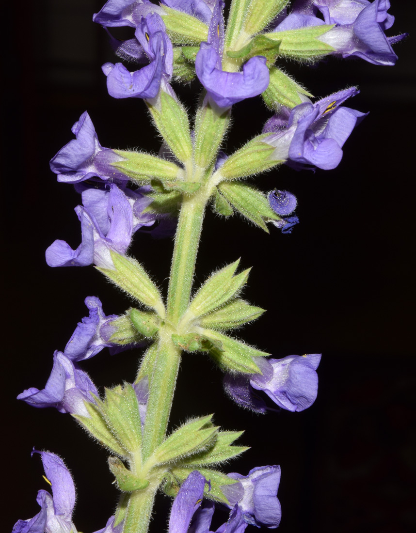 Image of Salvia virgata specimen.