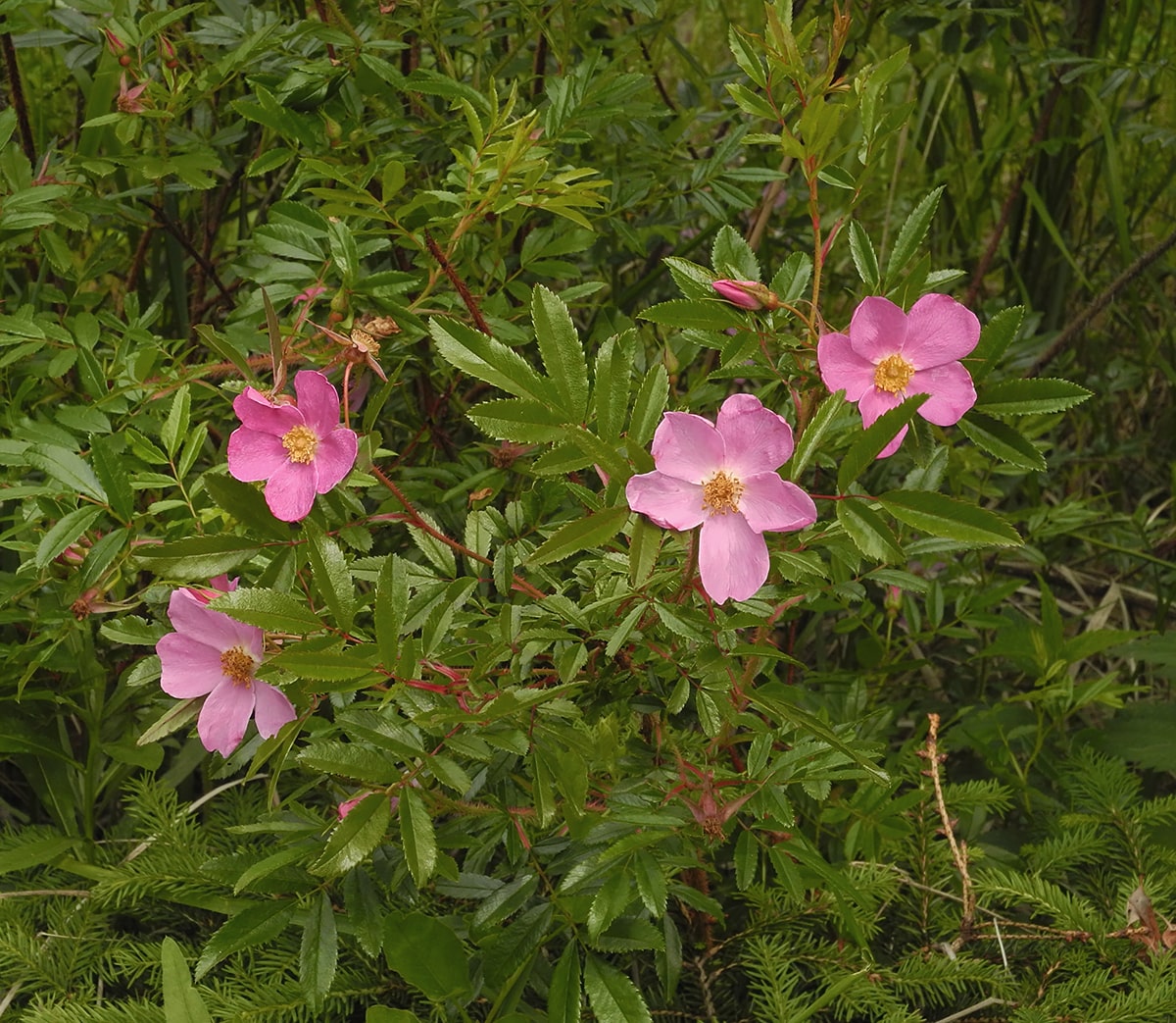 Image of Rosa nitida specimen.