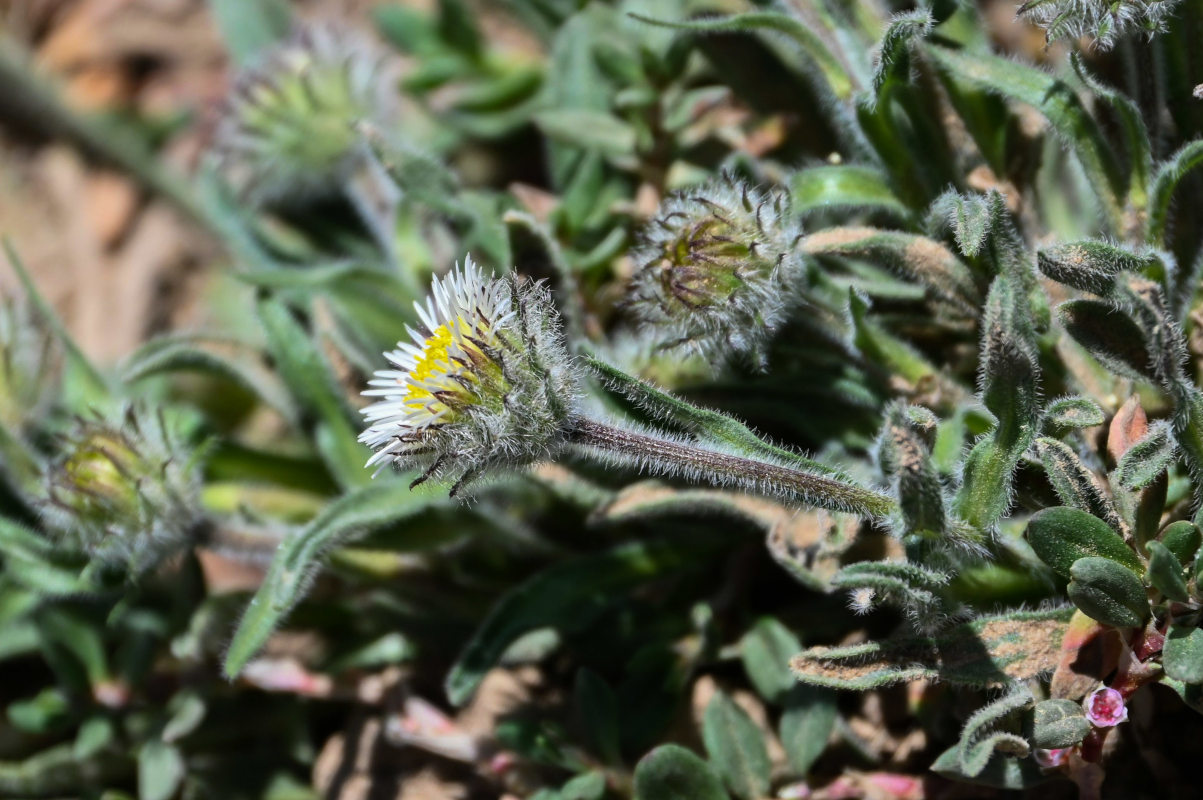 Изображение особи Erigeron pallidus.