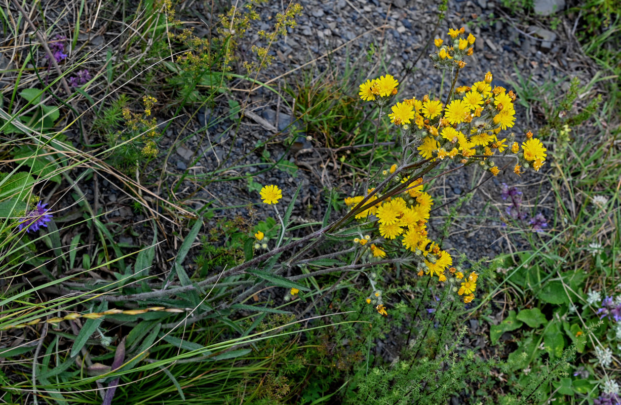 Image of genus Hieracium specimen.