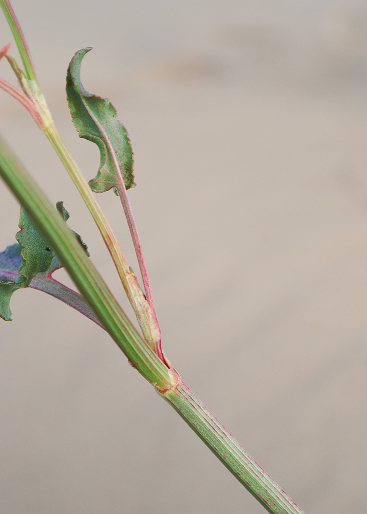 Image of Rumex thyrsiflorus specimen.