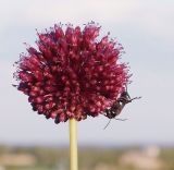 Allium atroviolaceum