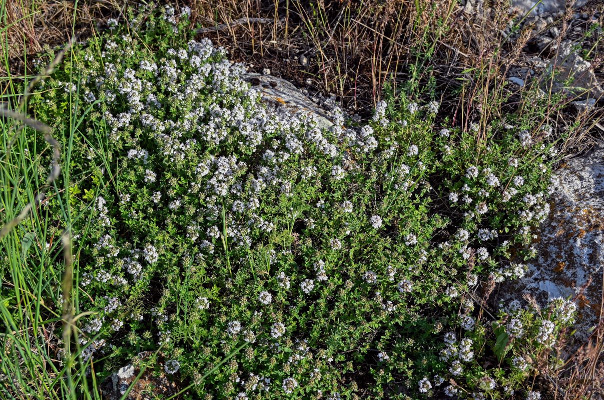 Изображение особи род Thymus.