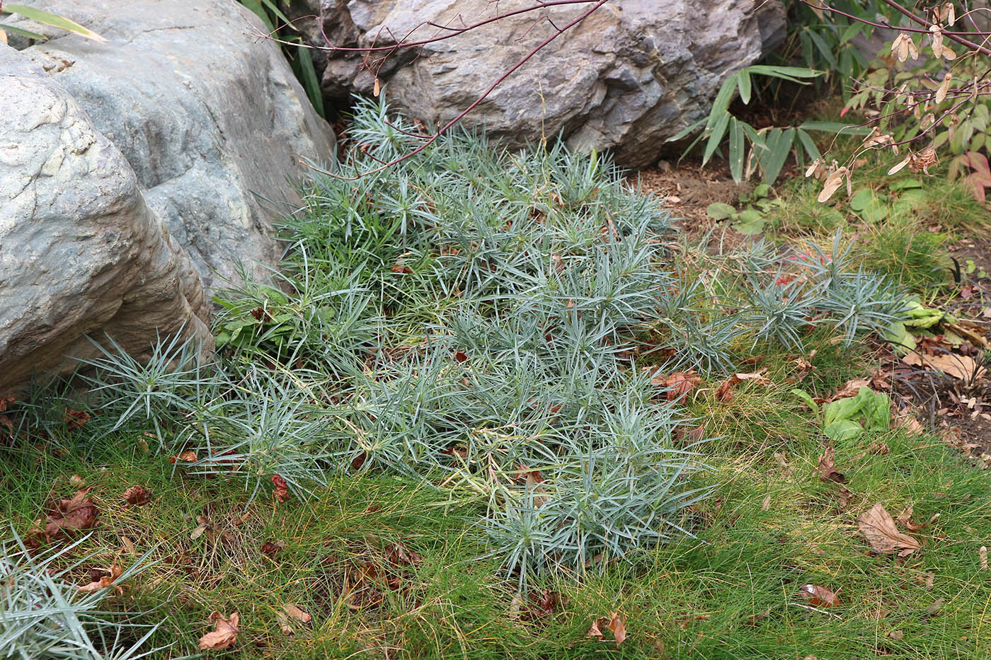 Изображение особи Dianthus arenarius.