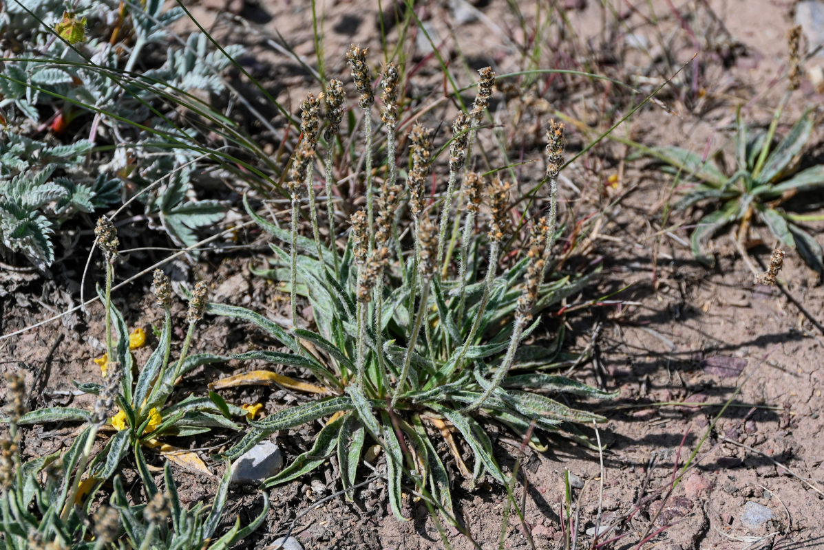 Изображение особи Plantago arachnoidea.
