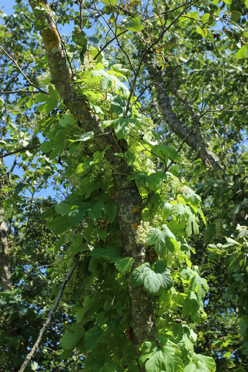 Image of Humulus lupulus specimen.