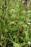 Pimpinella saxifraga. Прикорневой лист (вид на абаксиальную поверхность). Беларусь, Витебская обл., окр. пос. Езерище, выкашиваемый суходольный луг. 03.08.2023.