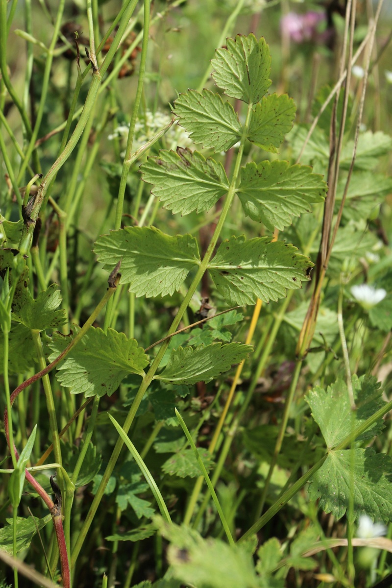 Изображение особи Pimpinella saxifraga.