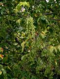 Acer henryi. Верхушка ветви с соплодиями. Грузия, г. Тбилиси, в культуре. 10.06.2023.