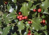 Ilex aquifolium