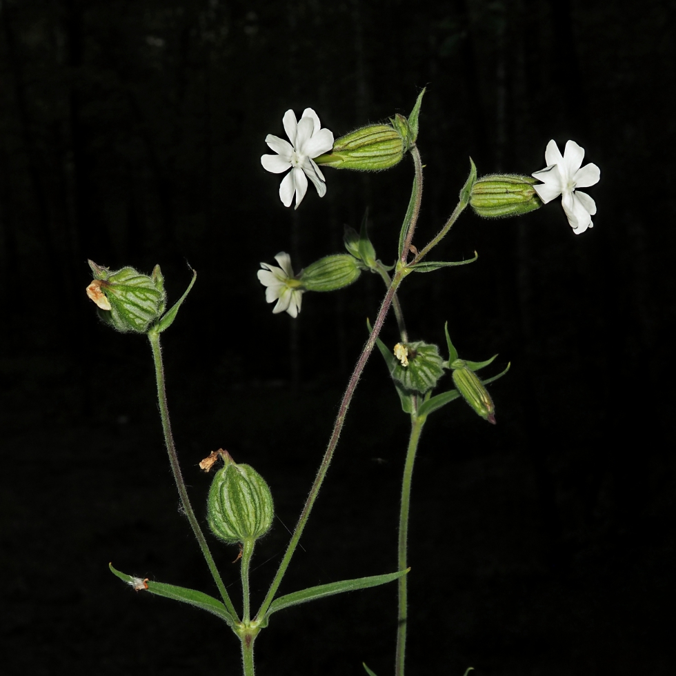 Image of Melandrium album specimen.