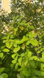 Berberis vulgaris