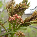 Sorbus amurensis