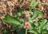 Withania somnifera. Часть побега с плодами (чашечка одного плода вскрыта). Египет, мухафаза Александрия, г. Александрия, сорное на газоне. 06.01.2024.