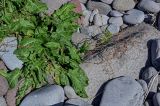genus Rumex. Цветущее и плодоносящее растение. Курильские о-ва, о-в Итуруп, долина р. Водопадная, каменистый пляж. 19.08.2023.