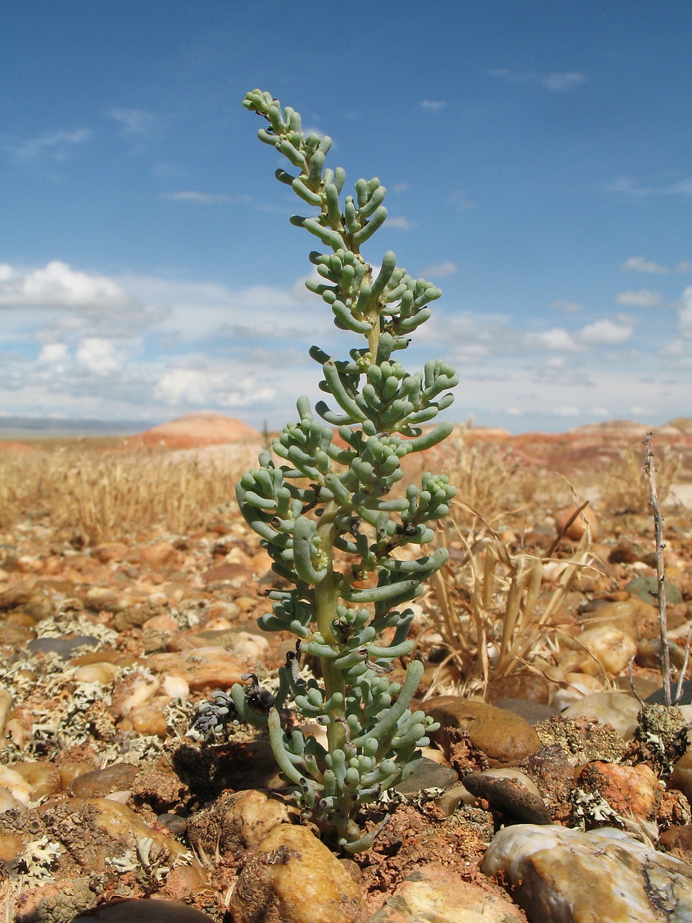 Изображение особи Suaeda crassifolia.