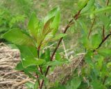 Salix starkeana. Боковые побеги. Ярославская обл., Любимский р-н, д. Хабалево, берег р. Куза. 24.05.2010.