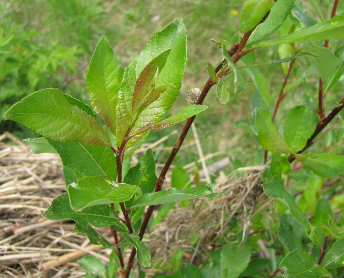 Изображение особи Salix starkeana.