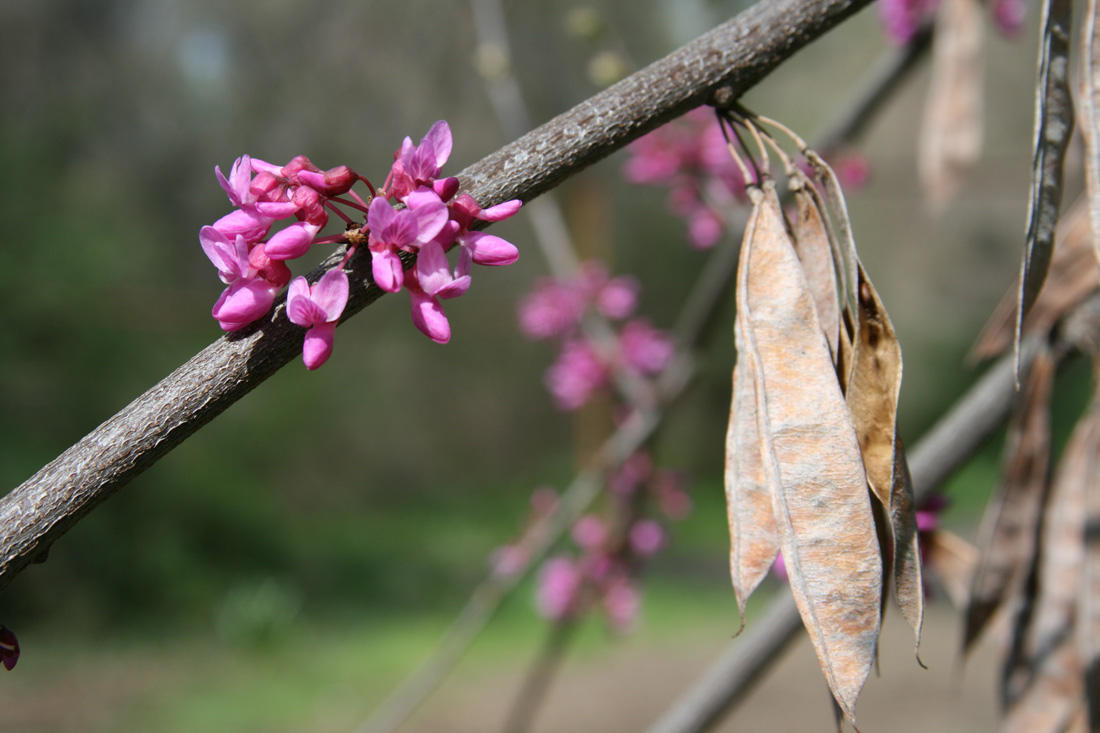 Изображение особи Cercis canadensis.