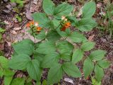 Lathyrus aureus. Цветущее растение (вид сверху). Крым, городской округ Алушта, окр. Ангарского перевала, просека под ЛЭП. 27.05.2024.