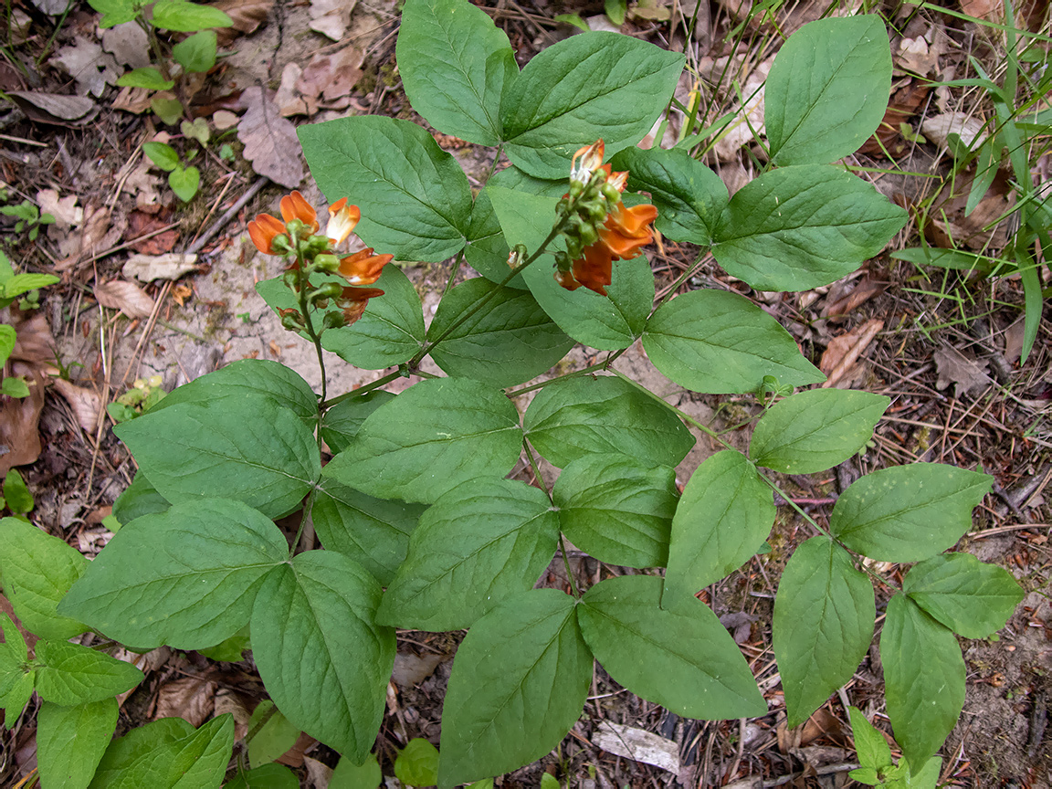 Image of Lathyrus aureus specimen.