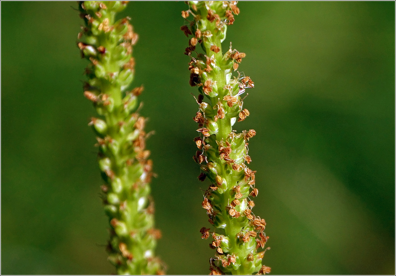 Изображение особи Plantago major.