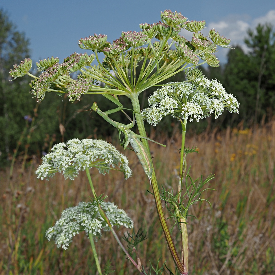 Image of Seseli annuum specimen.