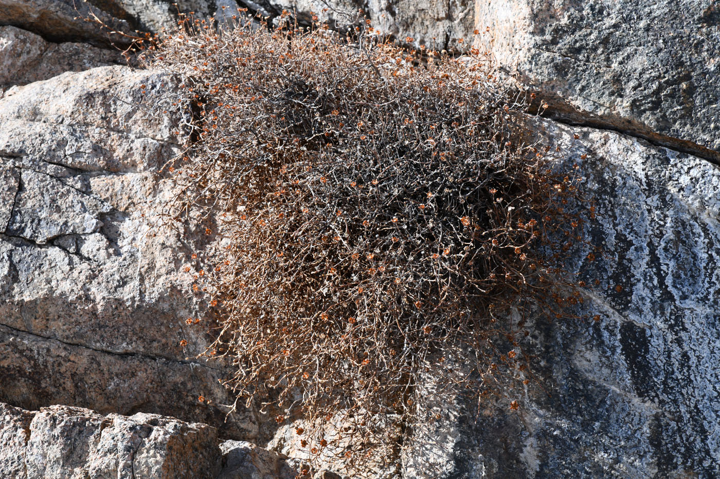 Image of Dasiphora phyllocalyx specimen.