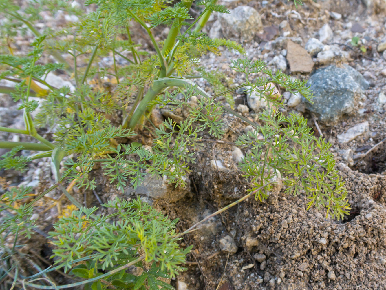 Image of Astrodaucus orientalis specimen.