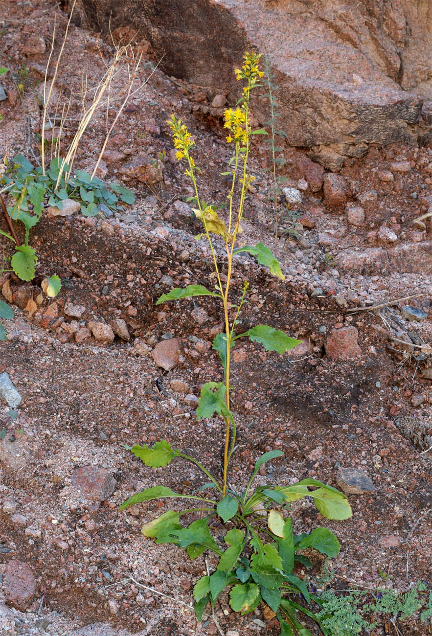 Изображение особи Solidago virgaurea ssp. dahurica.