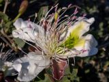 Capparis herbacea