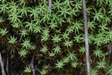 genus Pogonatum