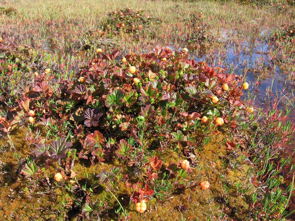 Image of Rubus chamaemorus specimen.