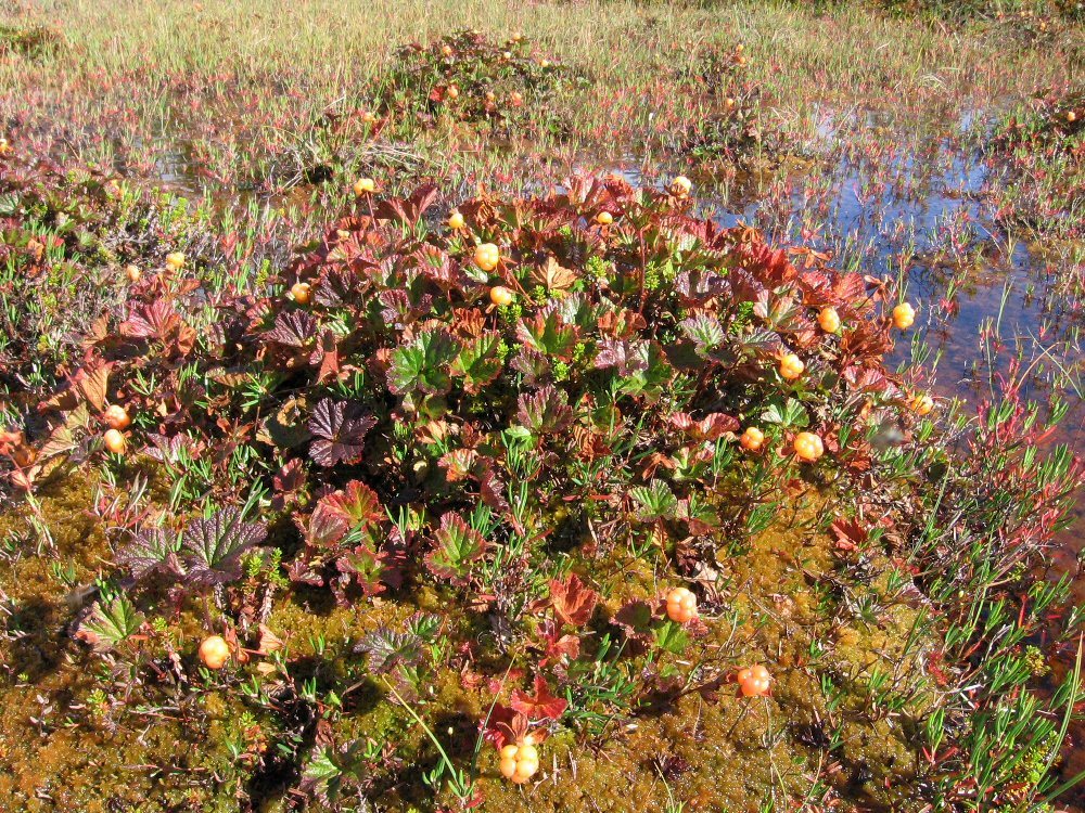 Изображение особи Rubus chamaemorus.