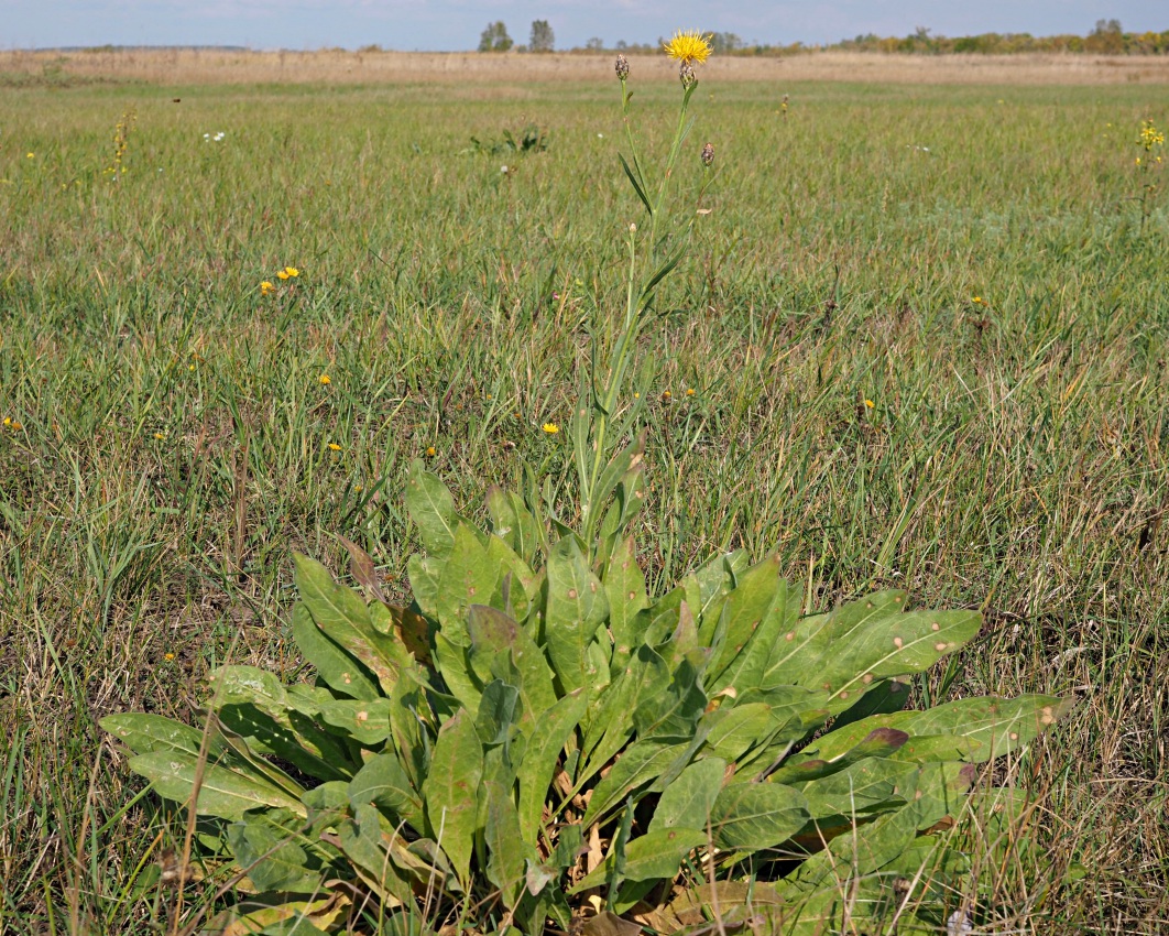 Изображение особи Chartolepis intermedia.