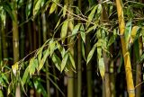Phyllostachys aurea