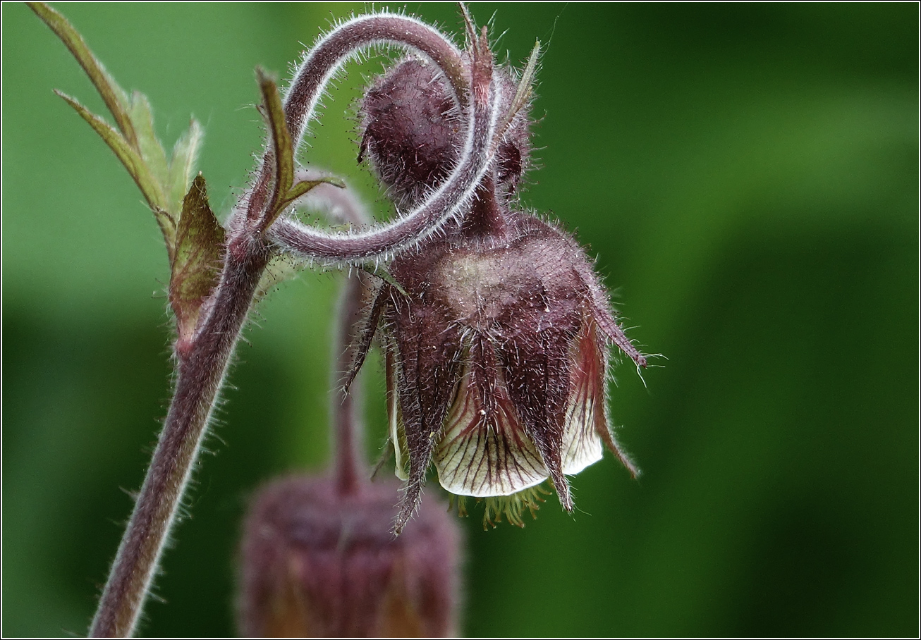 Image of Geum rivale specimen.