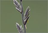 genus Lolium. Соцветия. Московская обл., Раменский р-н, окр. дер. Хрипань, садовый участок. 12.06.2025.