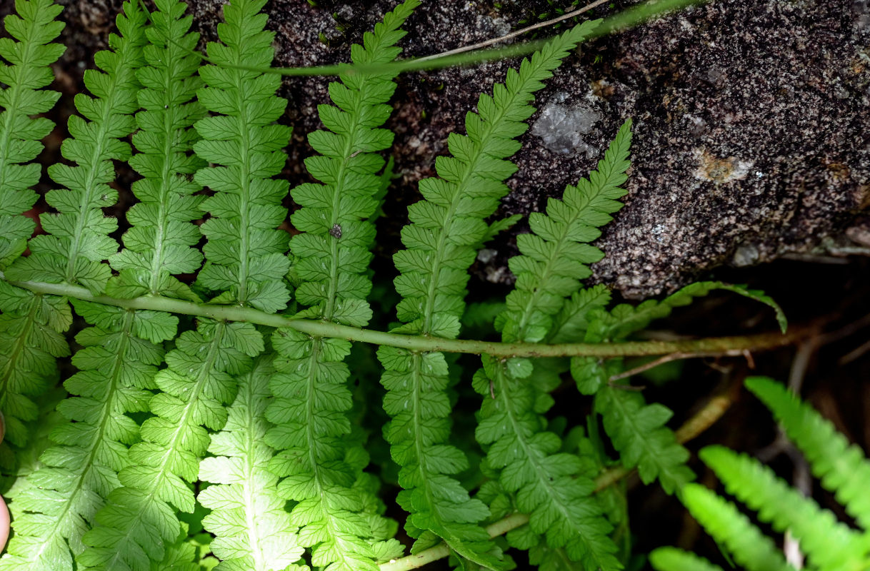 Изображение особи Athyriopsis japonica.