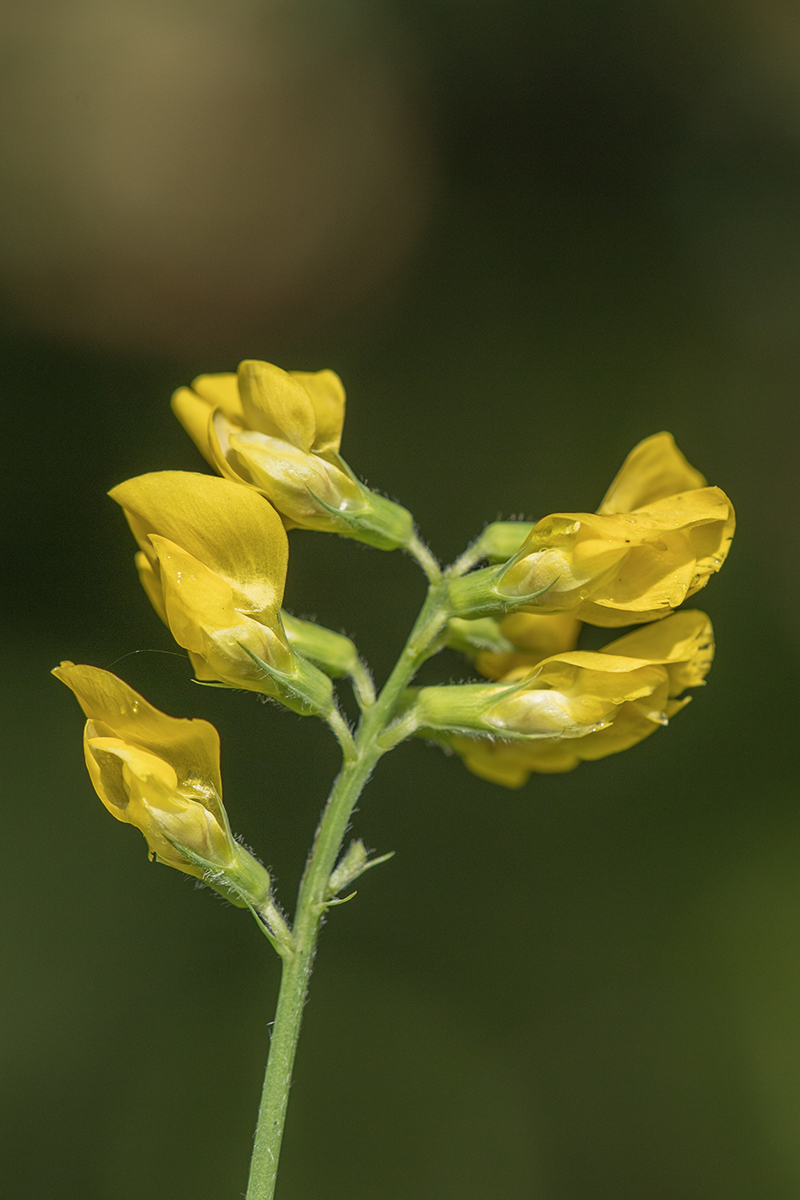 Изображение особи Lathyrus pratensis.