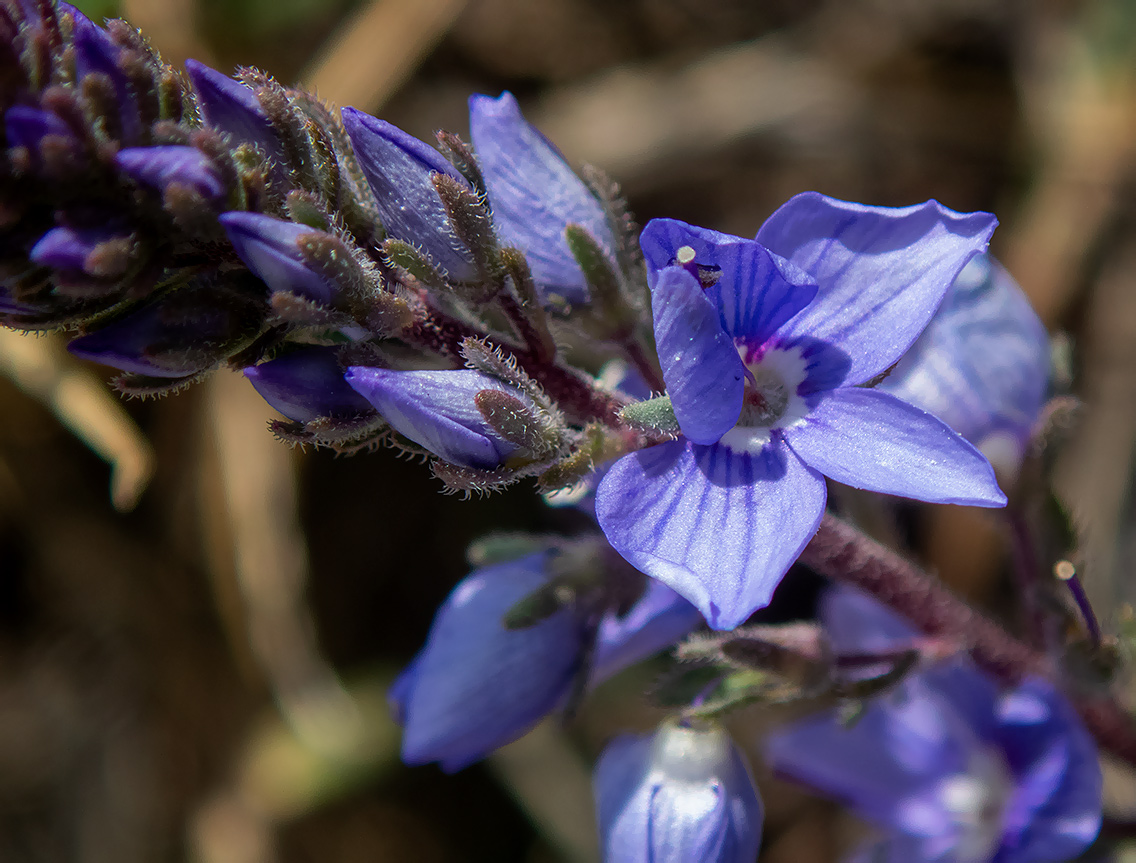 Изображение особи Veronica capsellicarpa.
